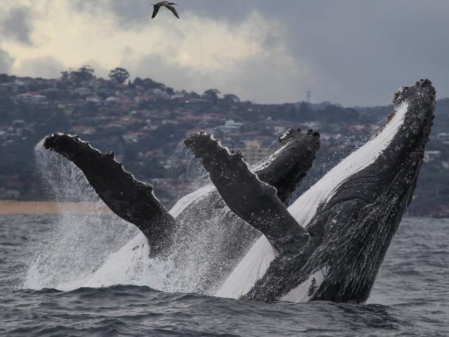 Unique experiences while staying at The Oriana, Balmoral Beach