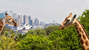 The Oriana Experiences: Taronga Zoo is a must see and do.